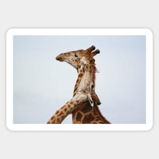 Southern Giraffe (Giraffa giraffa) Sticker